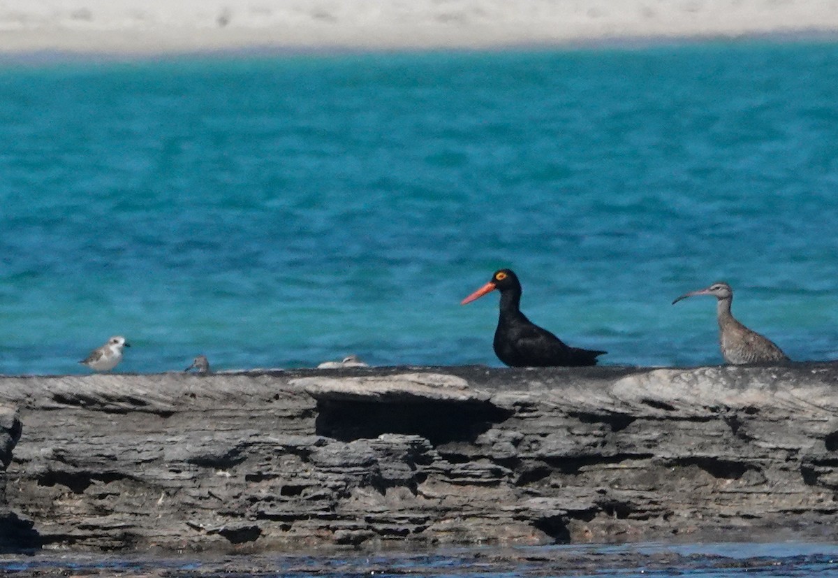 Sooty Oystercatcher - Liz Noble