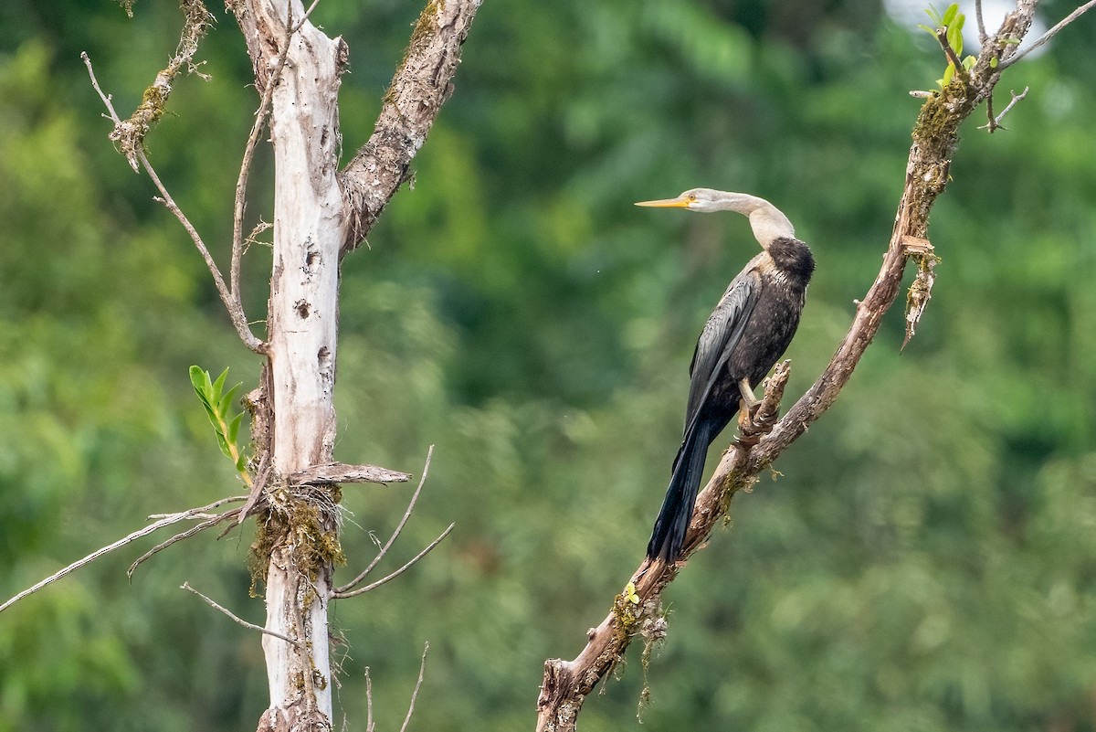 Anhinga roux - ML624019519