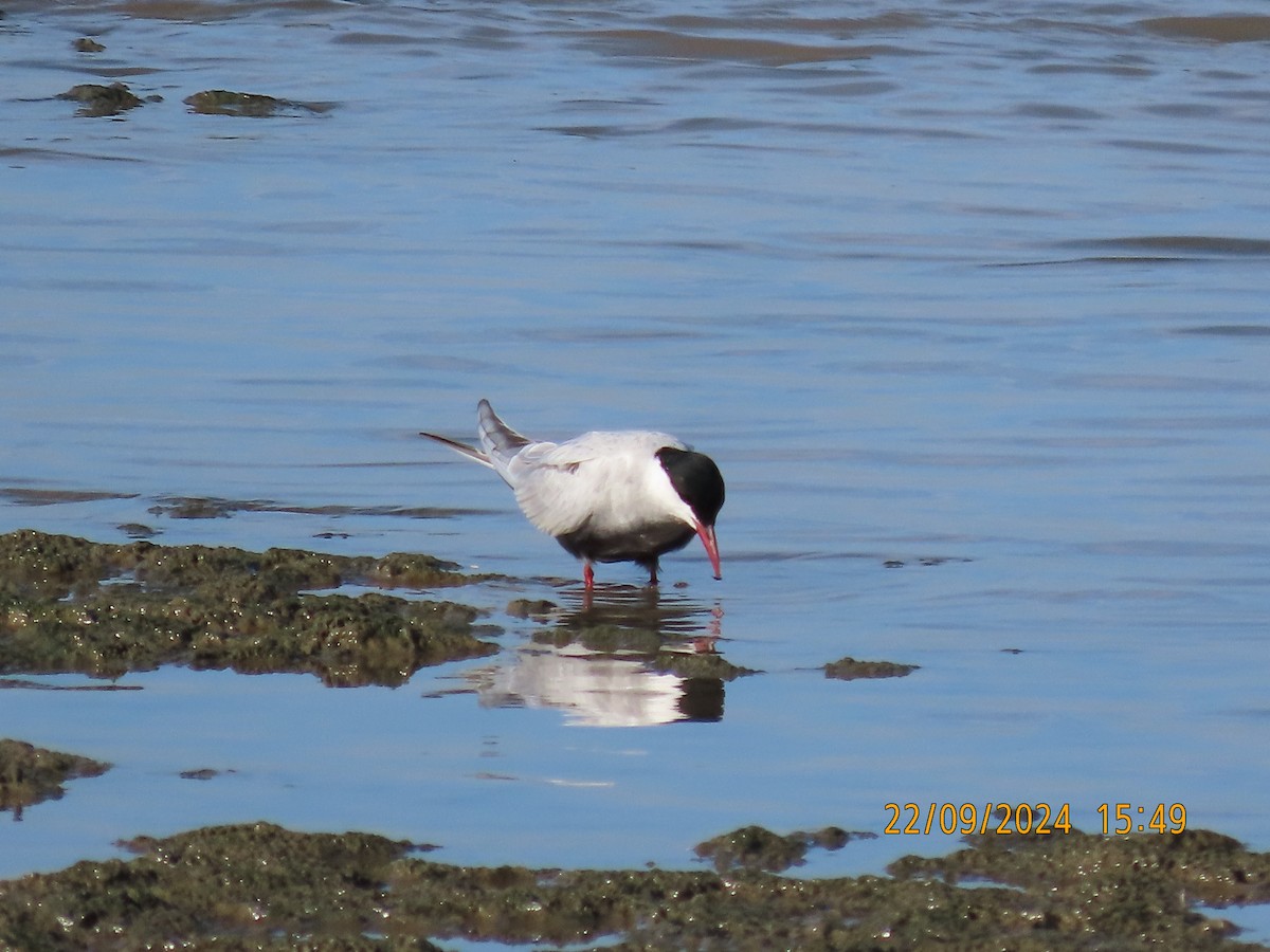 Whiskered Tern - ML624019520