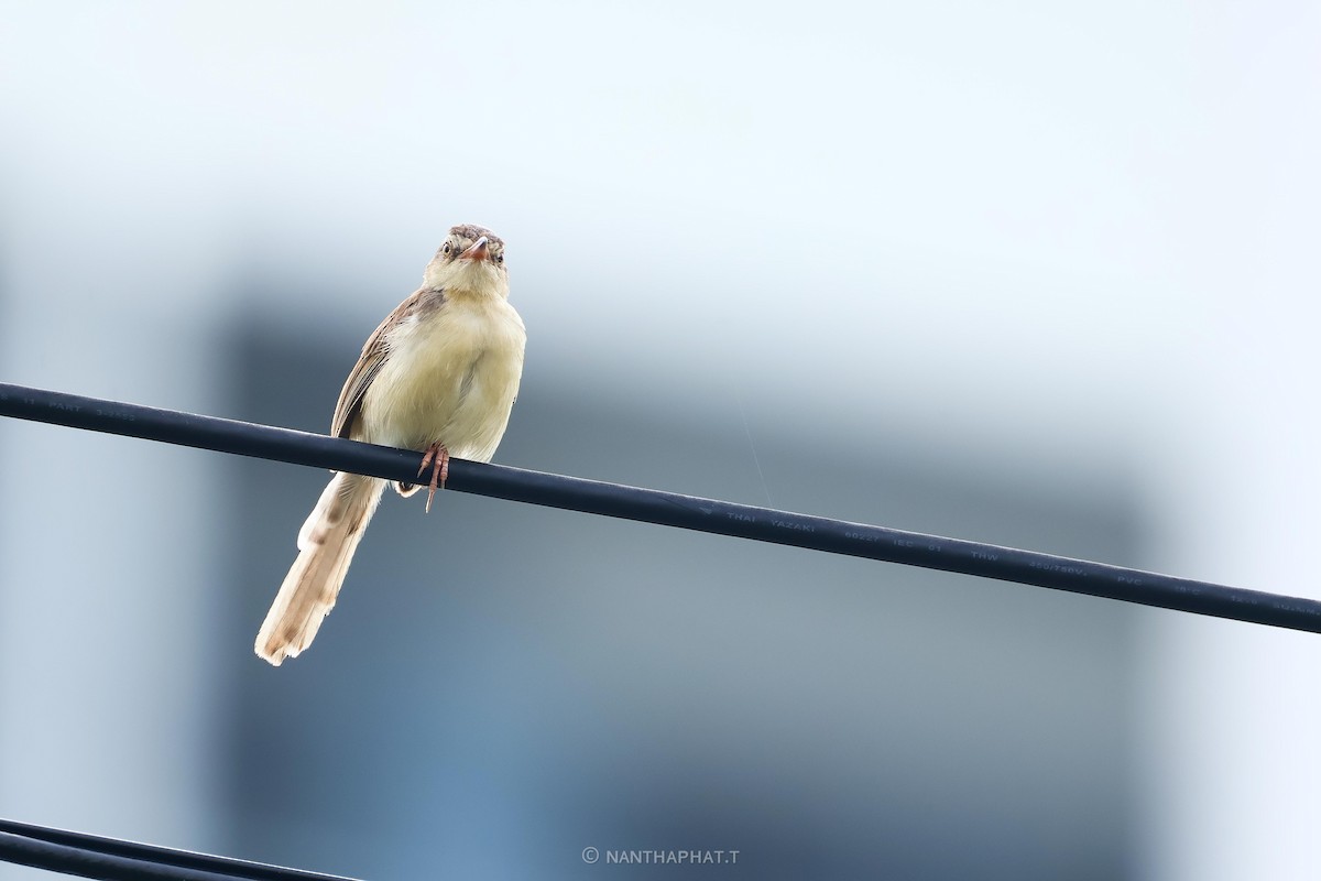 Plain Prinia - ML624019521