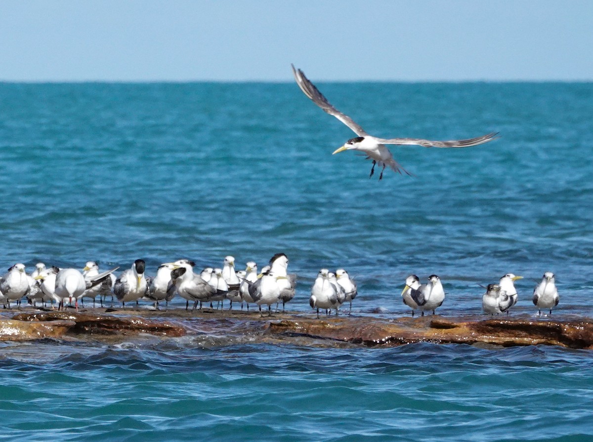 Great Crested Tern - ML624019522