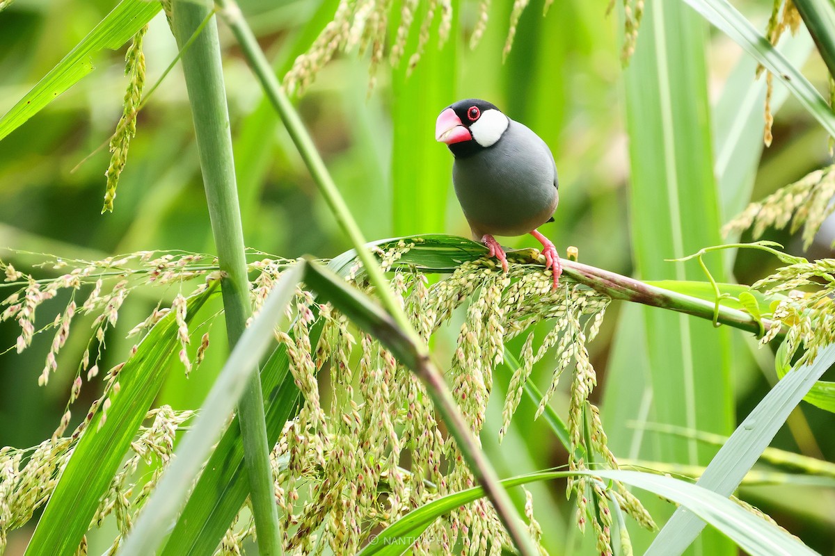 Java Sparrow - ML624019523