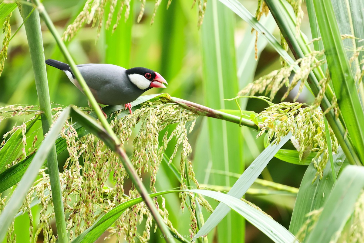 Java Sparrow - ML624019524