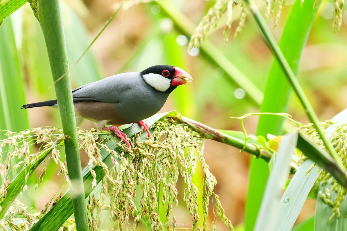 Java Sparrow - Nanthaphat Thitiwatthanarat