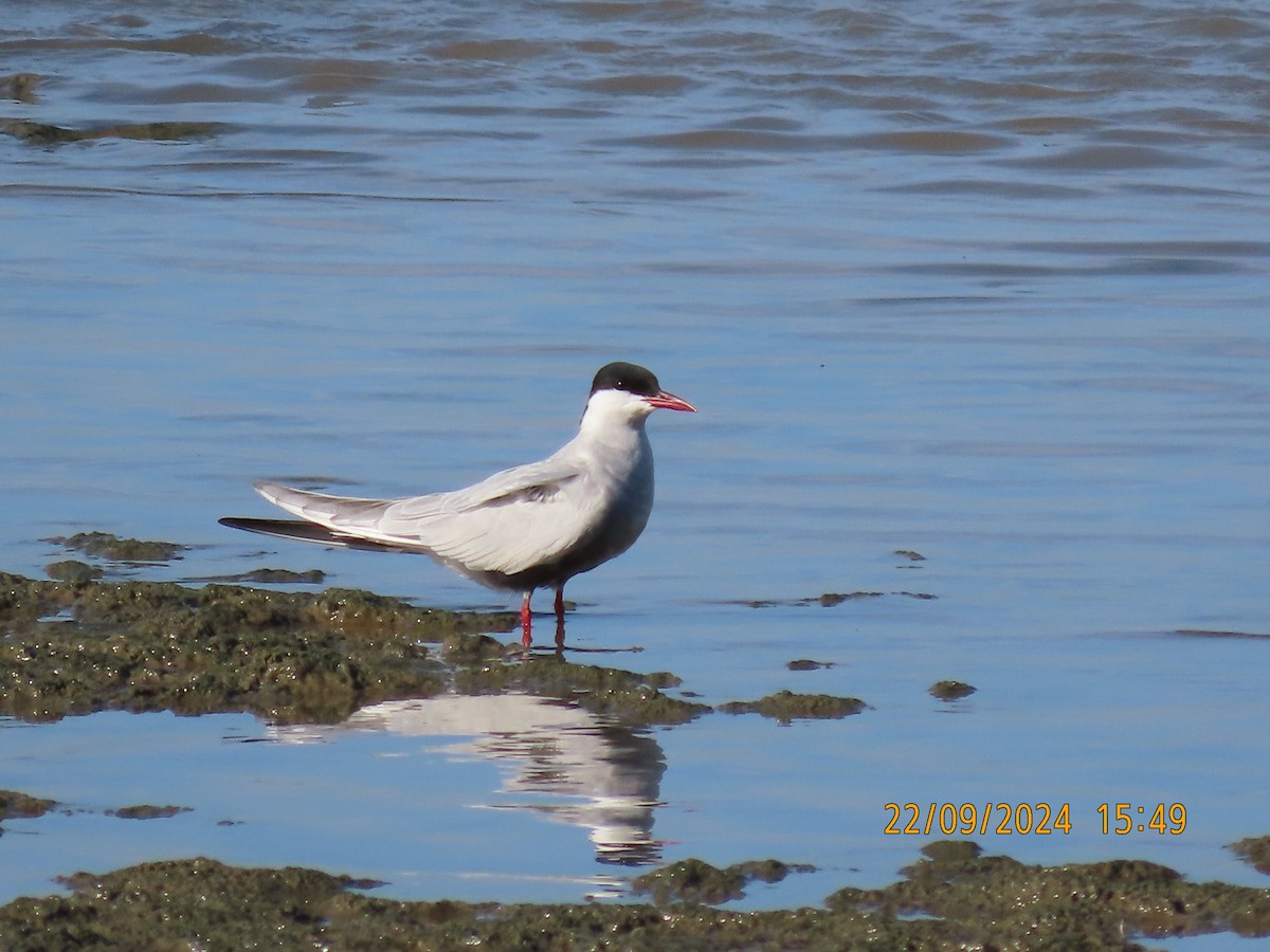 Whiskered Tern - ML624019526