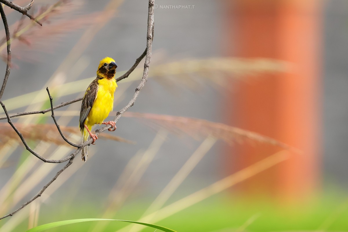 Asian Golden Weaver - ML624019527