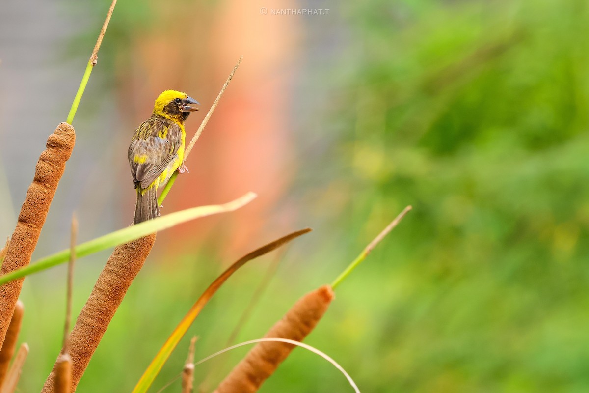 Asian Golden Weaver - ML624019528