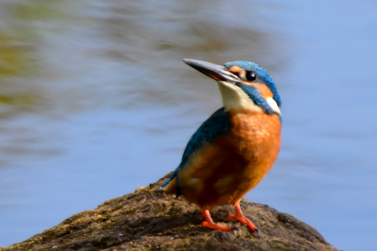 Common Kingfisher - ML624019529