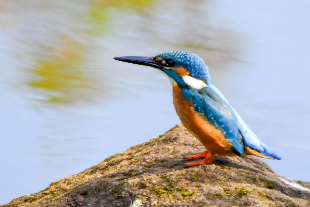 Common Kingfisher - ML624019530