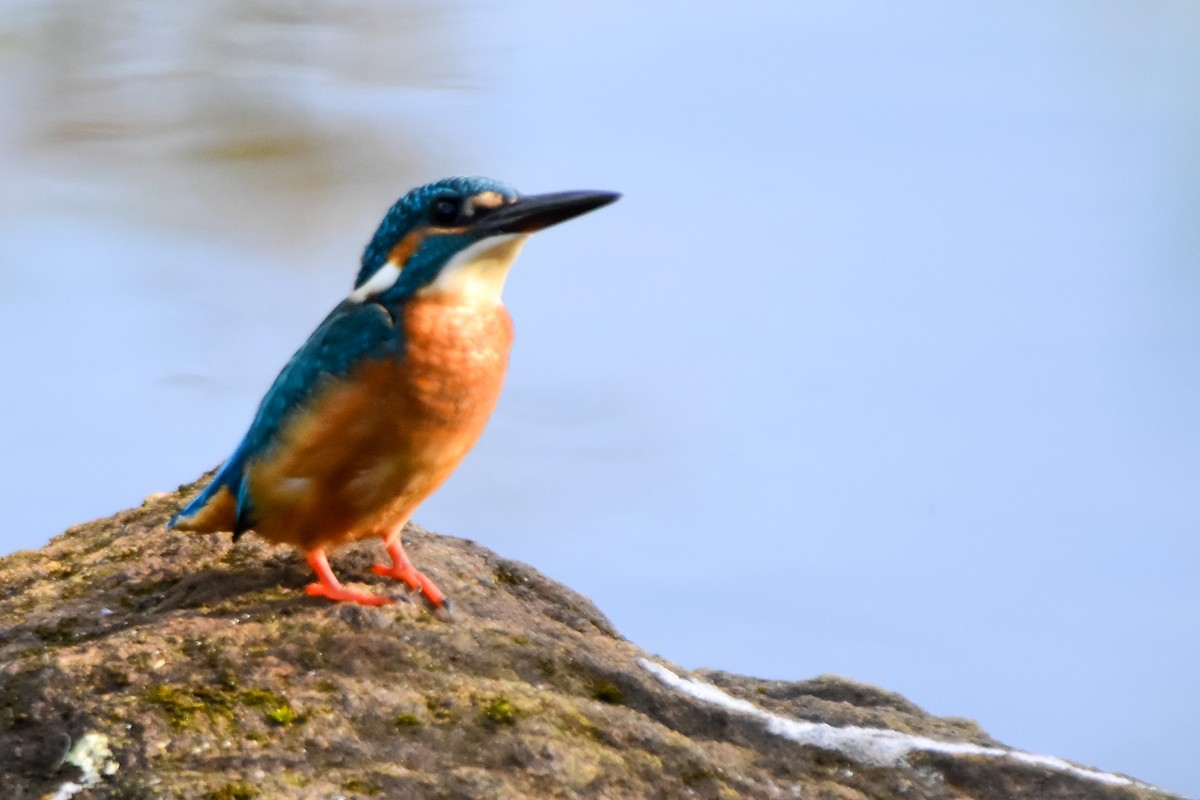 Common Kingfisher - Krishnamoorthy Muthirulan