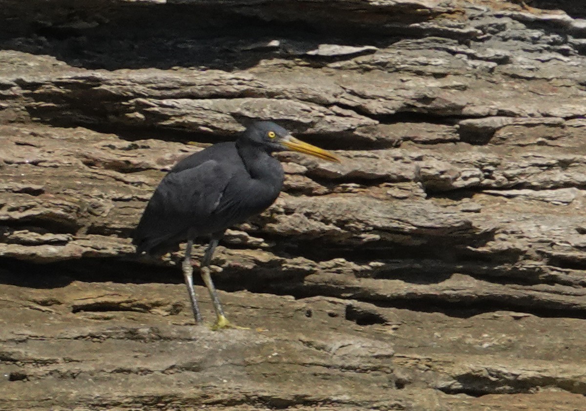 Pacific Reef-Heron - ML624019532