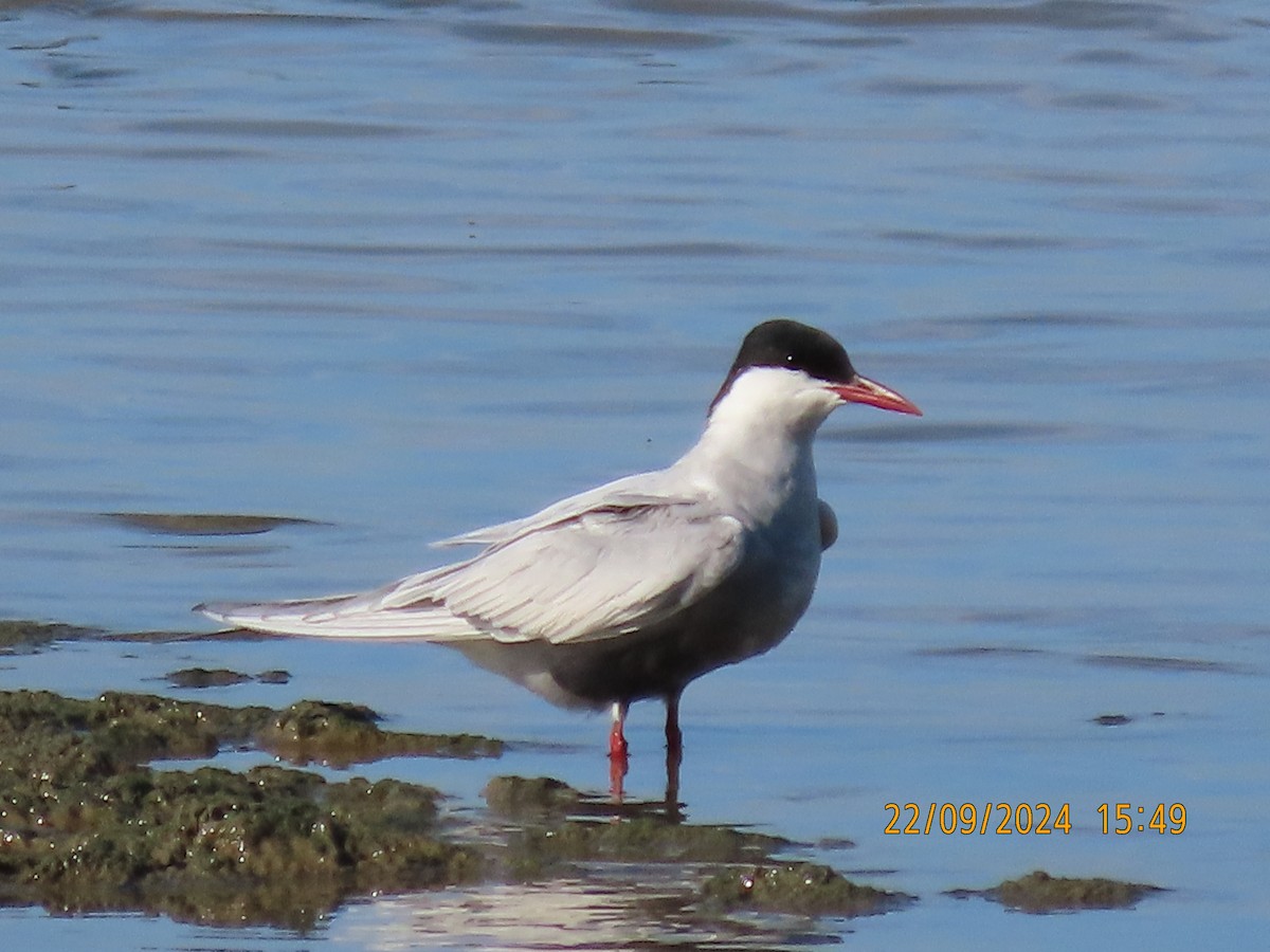 Whiskered Tern - ML624019534