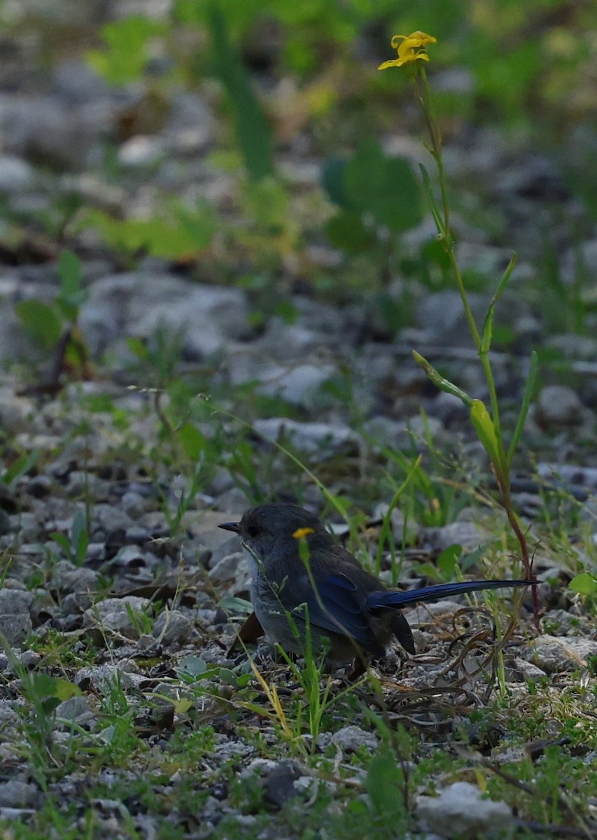 Splendid Fairywren - ML624019535