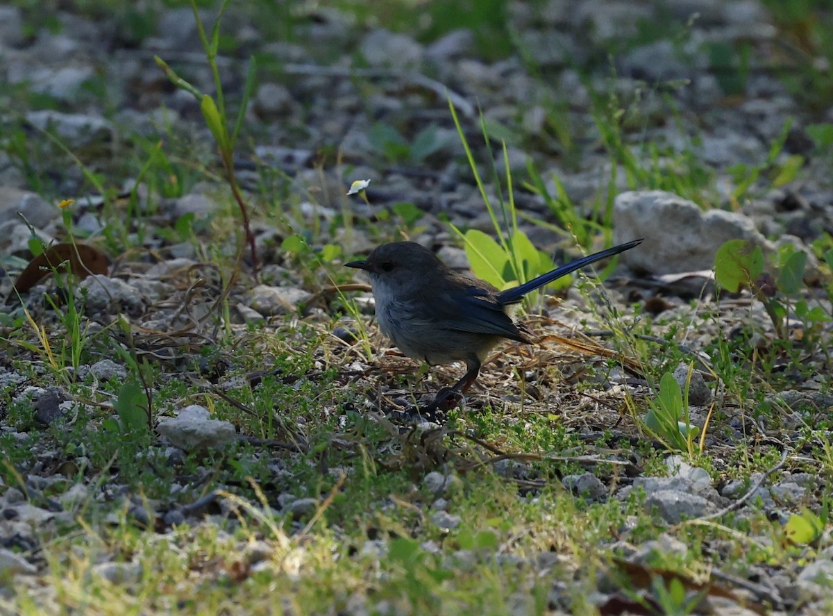 Splendid Fairywren - ML624019536