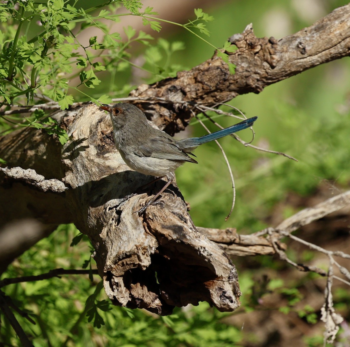 Splendid Fairywren - ML624019537