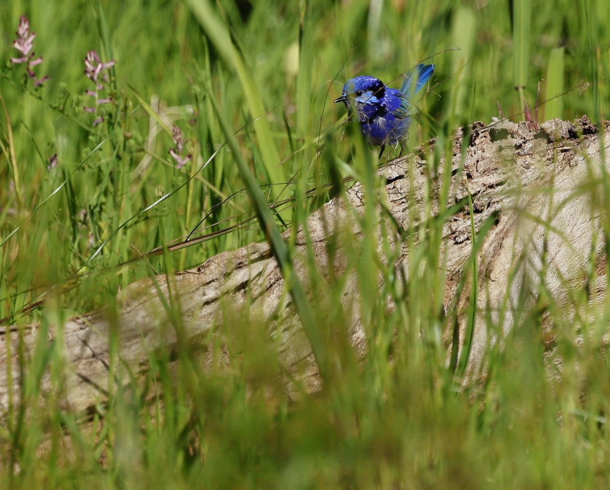 Splendid Fairywren - ML624019539