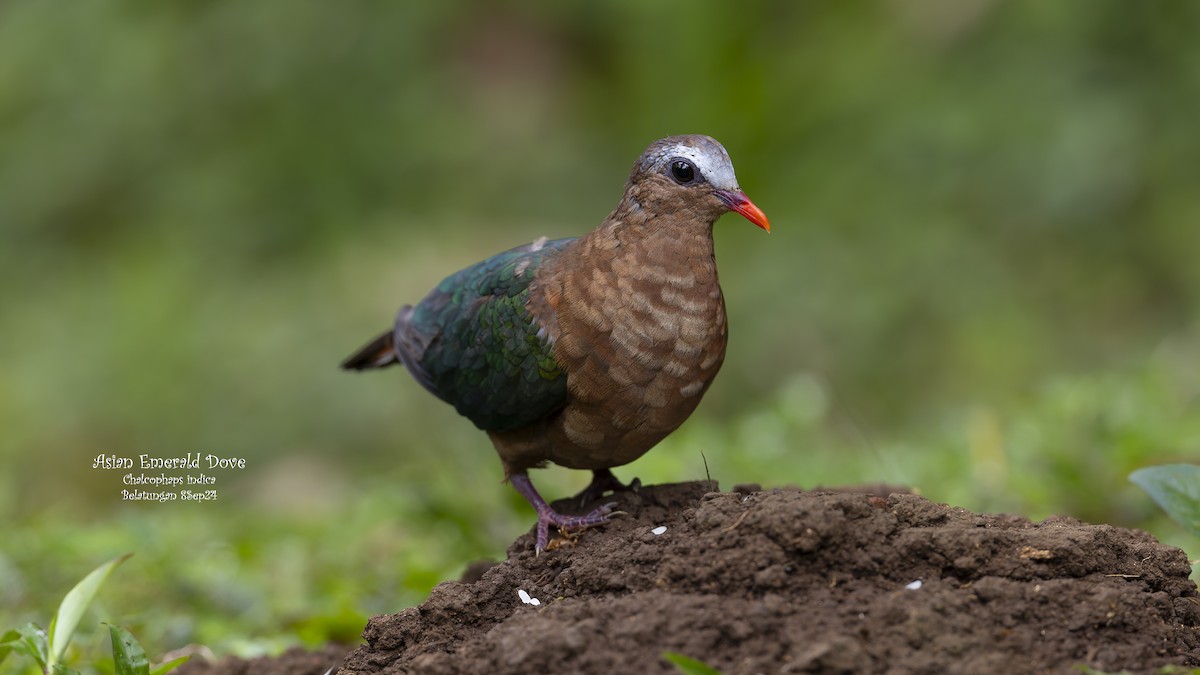 Asian Emerald Dove - ML624019541