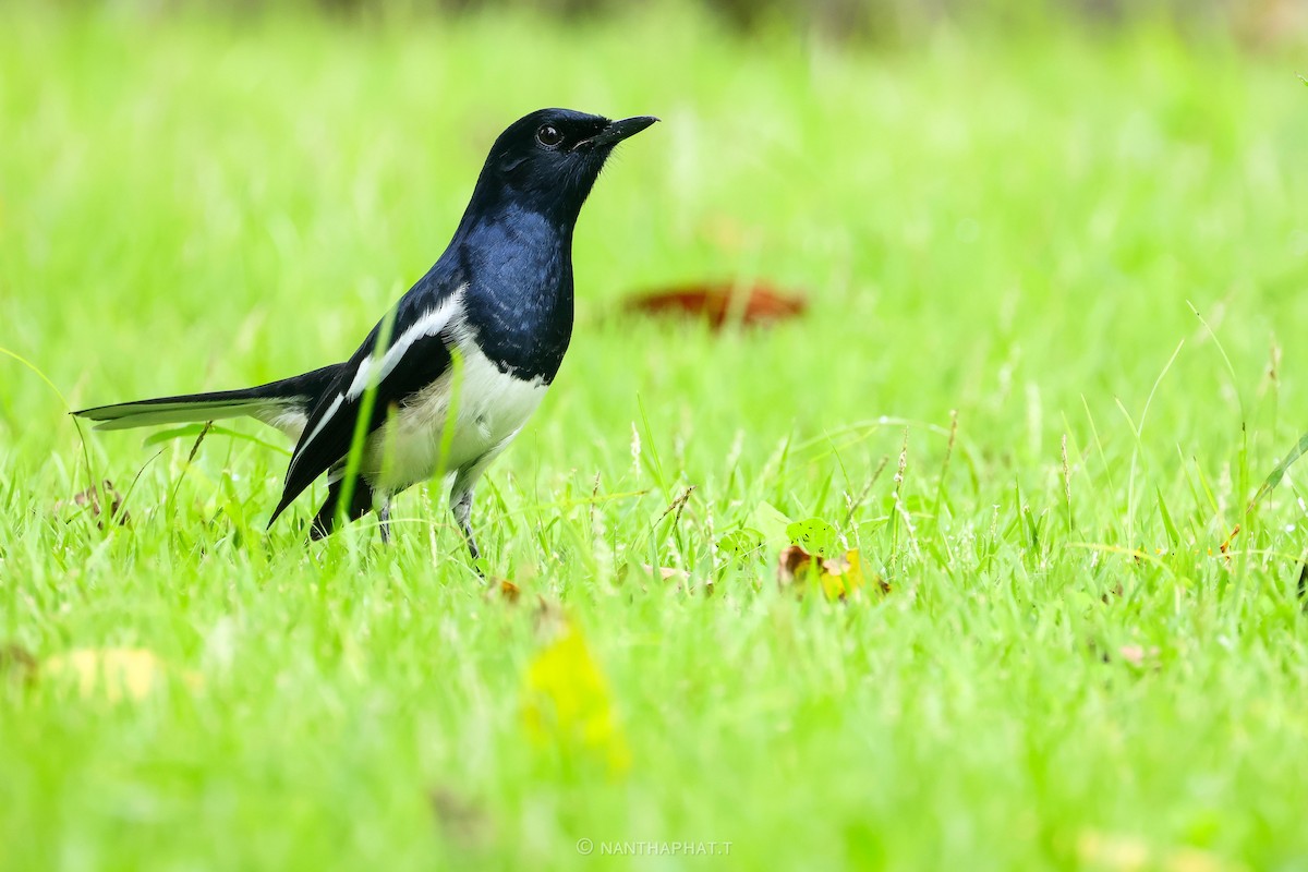 Oriental Magpie-Robin - ML624019542