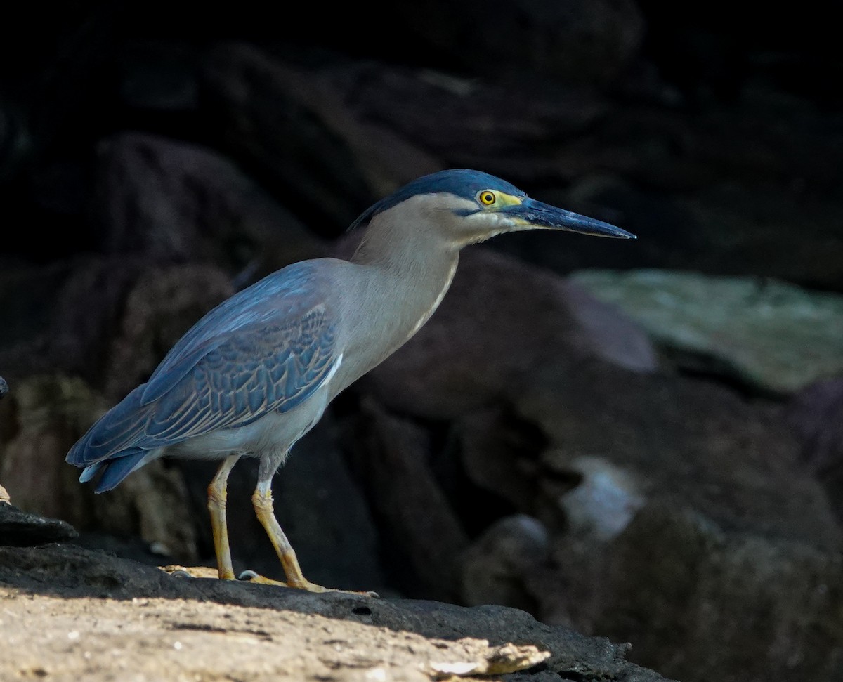 Striated Heron - ML624019543