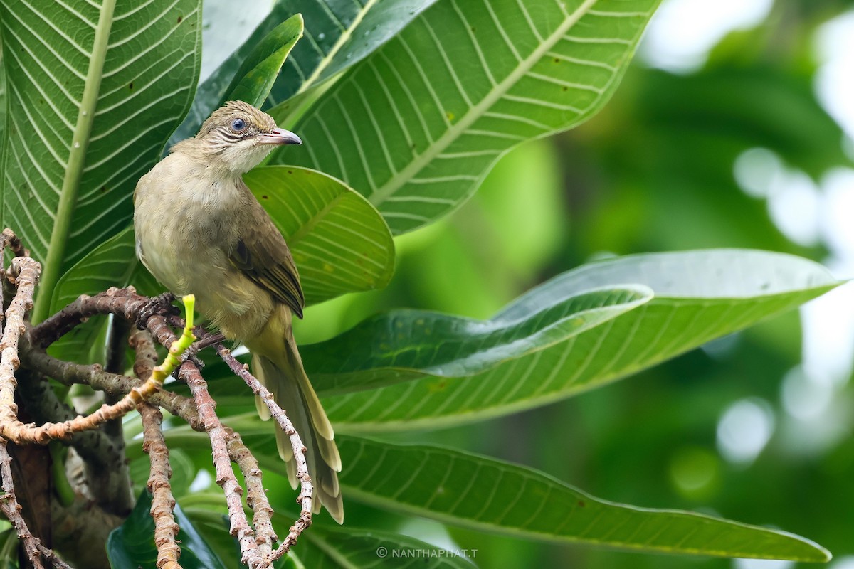 Streak-eared Bulbul - ML624019544