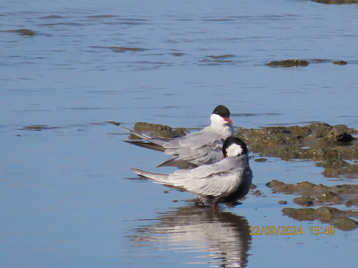 Whiskered Tern - ML624019545