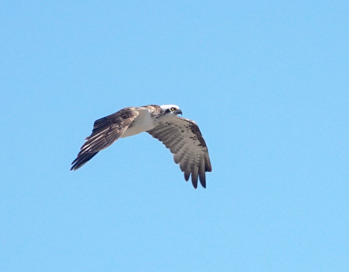 Águila Pescadora - ML624019546