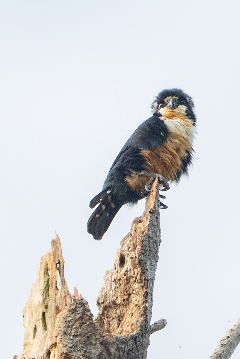 Black-thighed Falconet - ML624019550