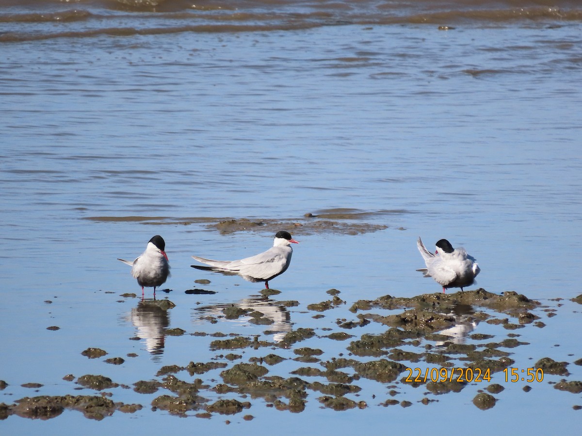 Whiskered Tern - ML624019551