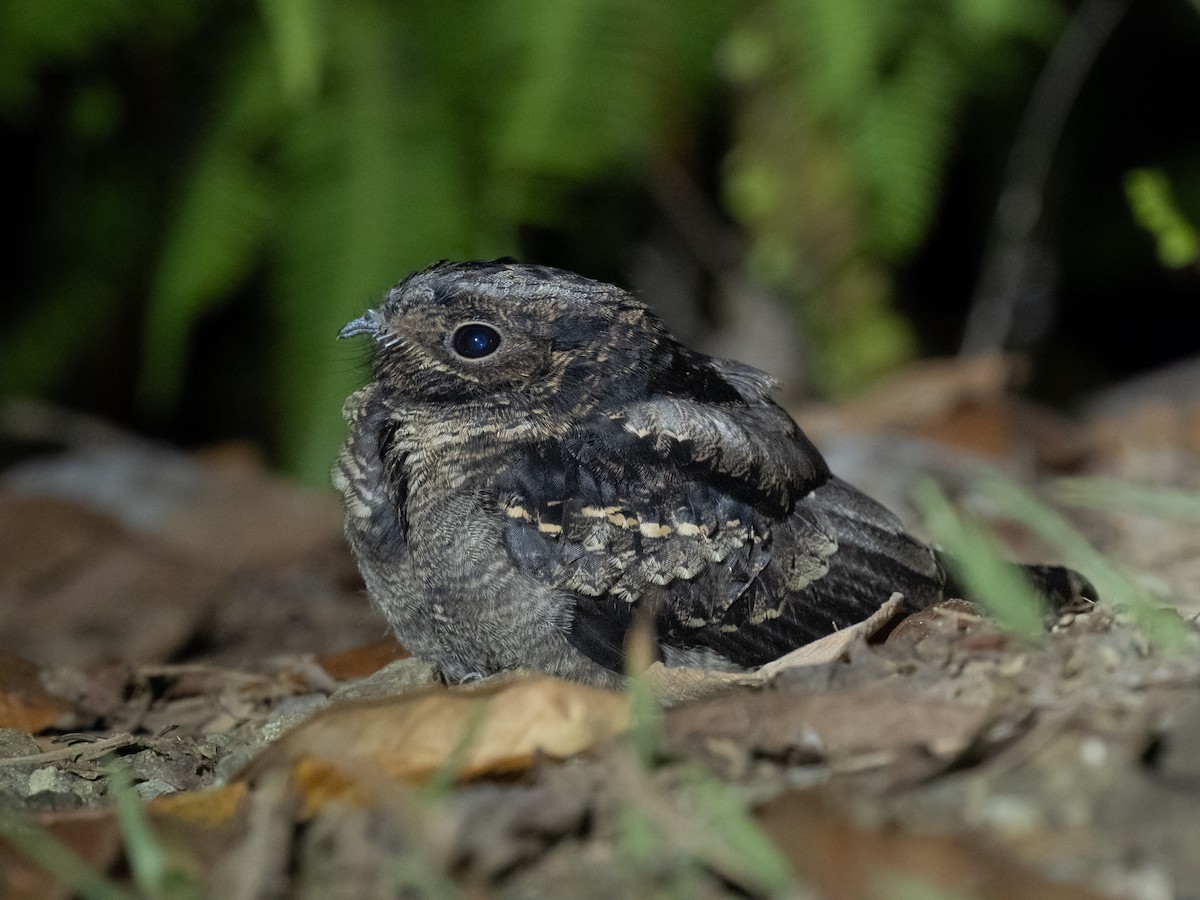 Papuan Nightjar - ML624019552