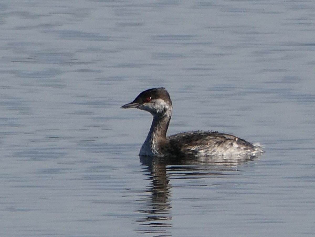 Horned Grebe - ML624019553