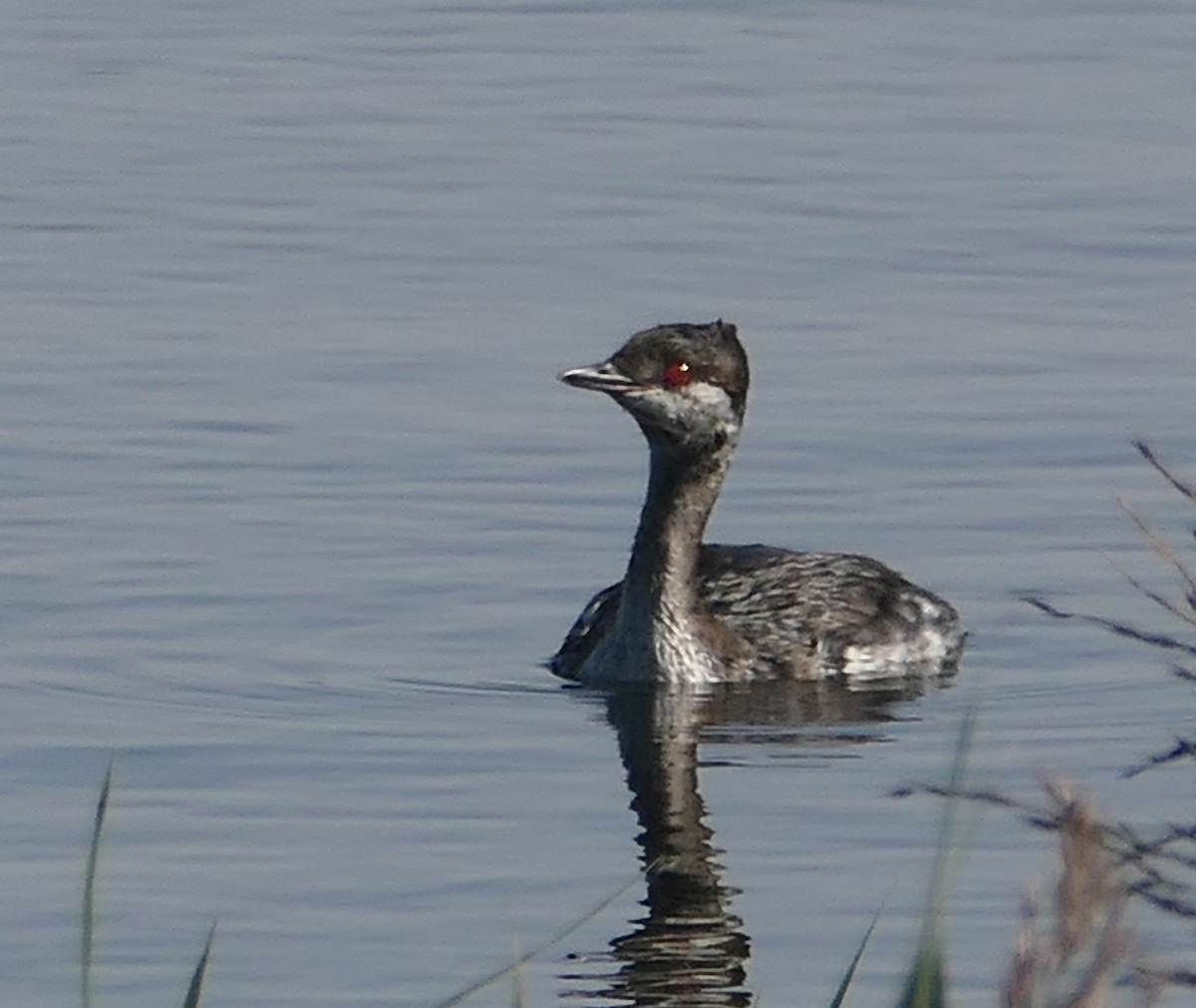 Horned Grebe - ML624019554