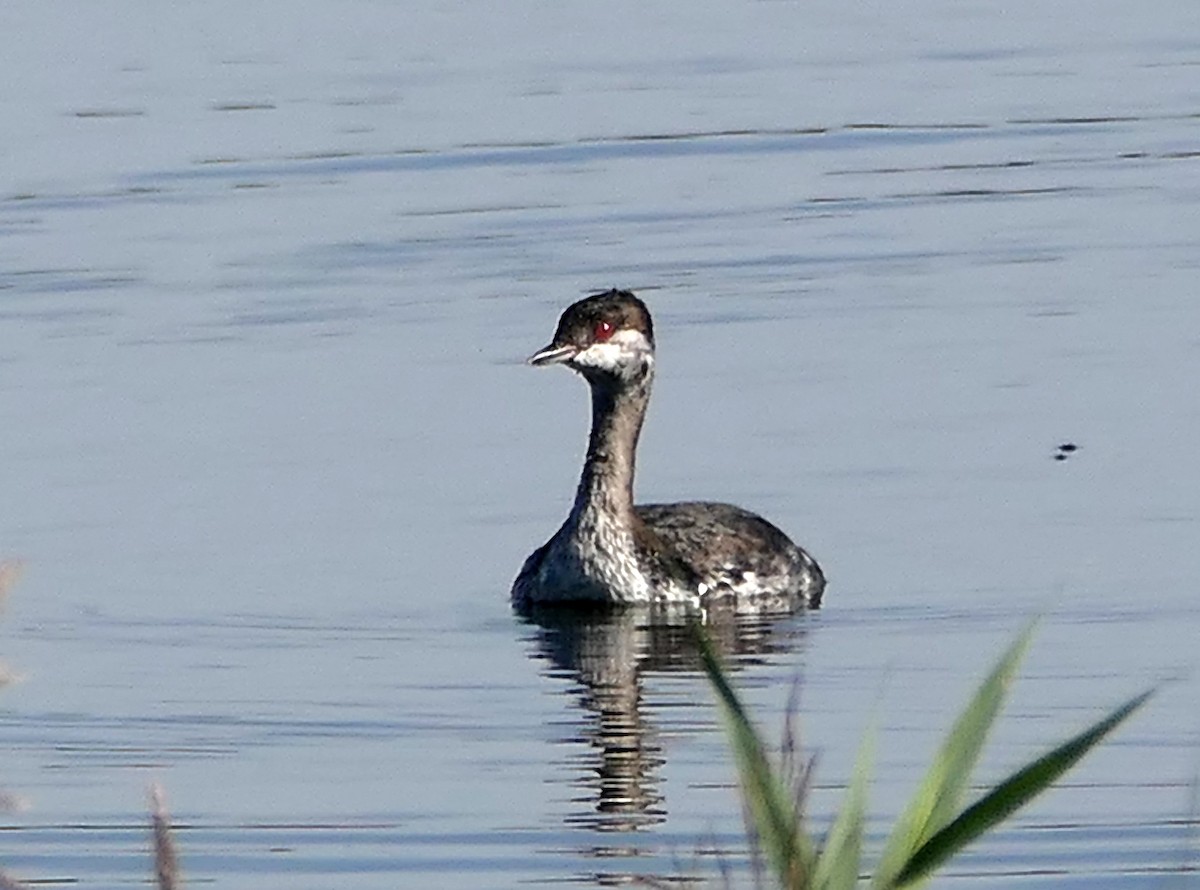 Horned Grebe - ML624019555