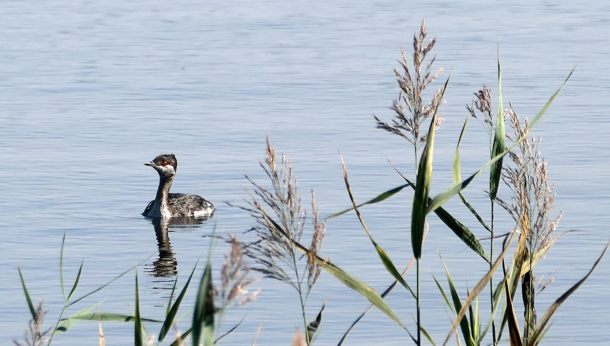 Horned Grebe - ML624019556