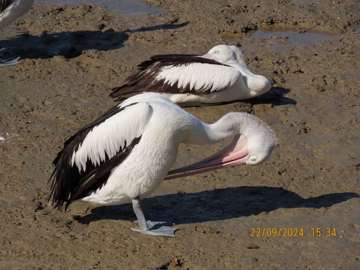 Australian Pelican - ML624019557