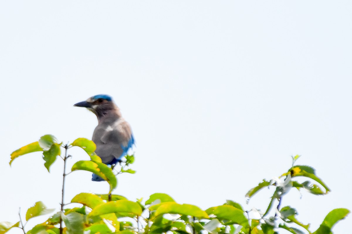 Indian Roller - ML624019558