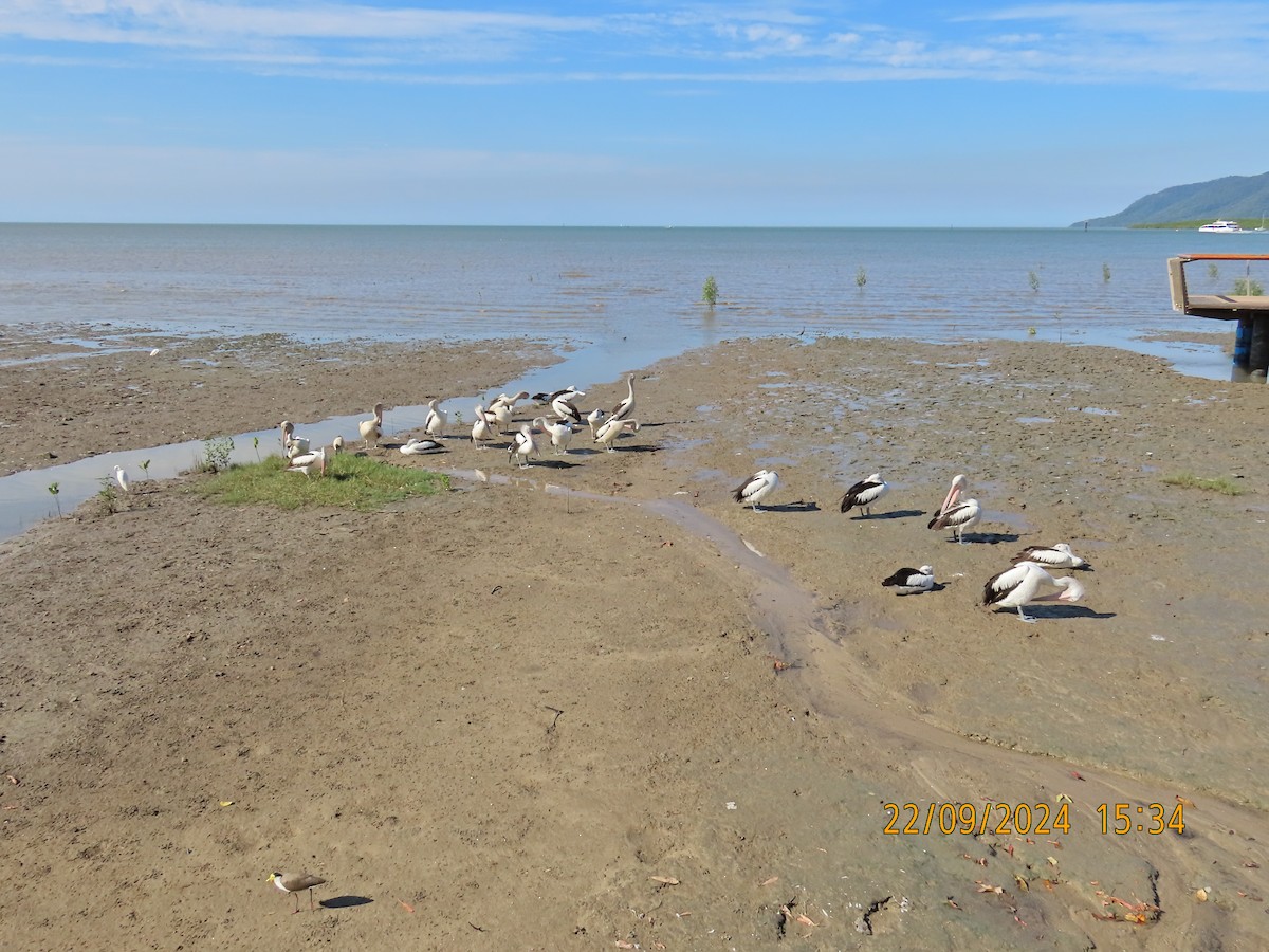 Australian Pelican - ML624019559