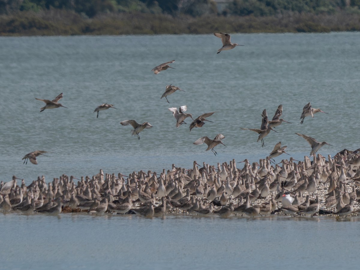 Bar-tailed Godwit - ML624019561