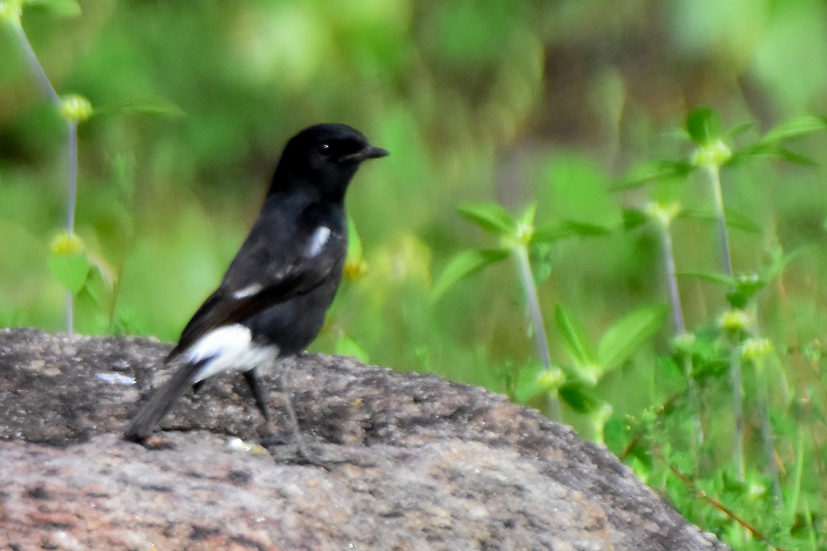 Pied Bushchat - ML624019562