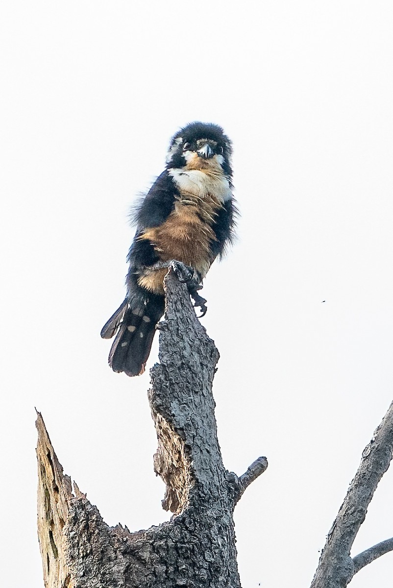 Black-thighed Falconet - ML624019563