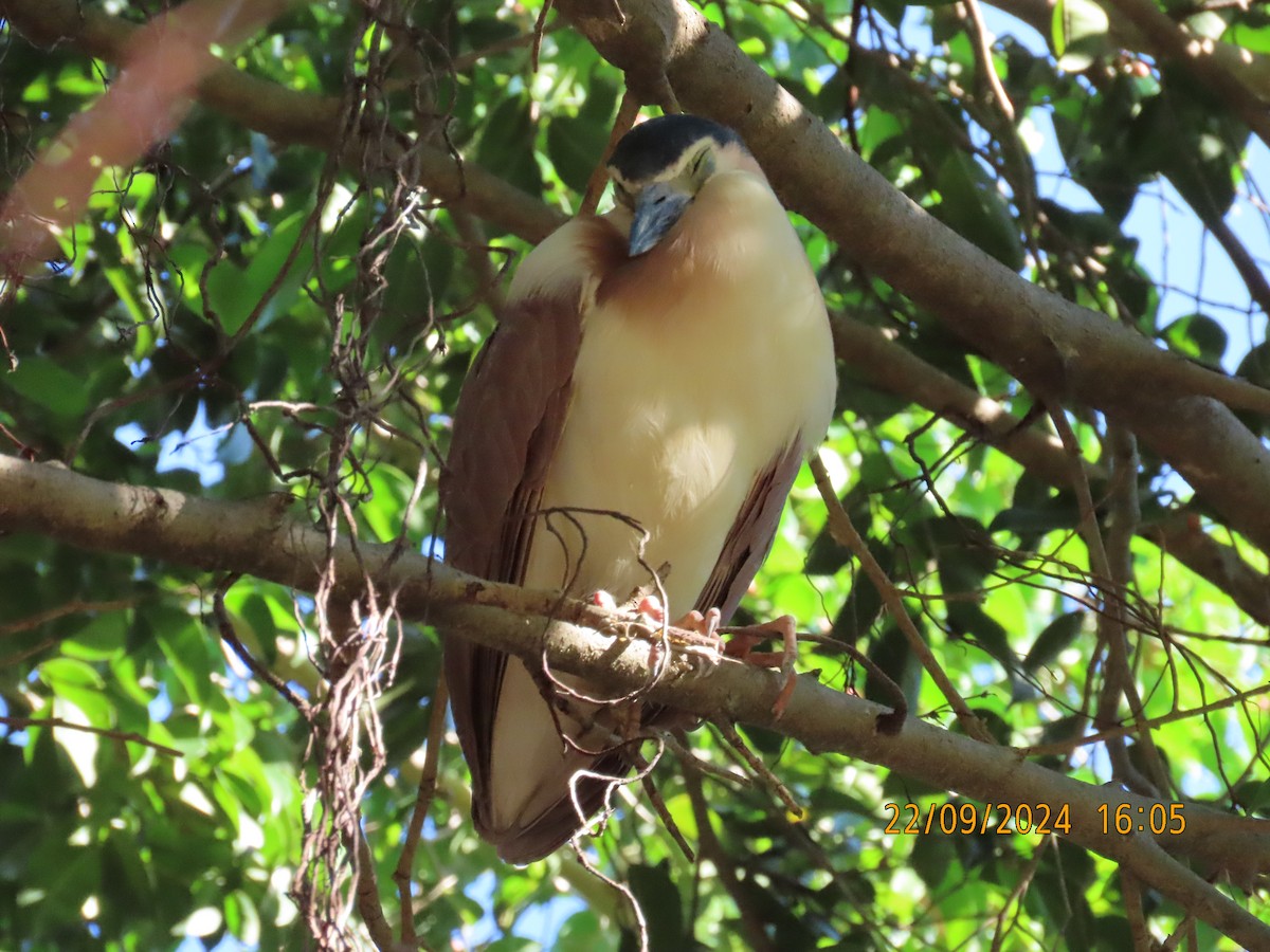 Nankeen Night Heron - ML624019564