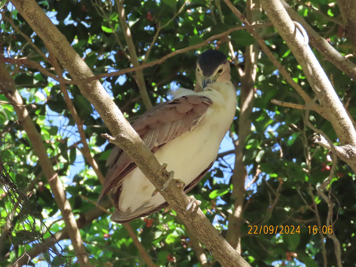 Nankeen Night Heron - ML624019566