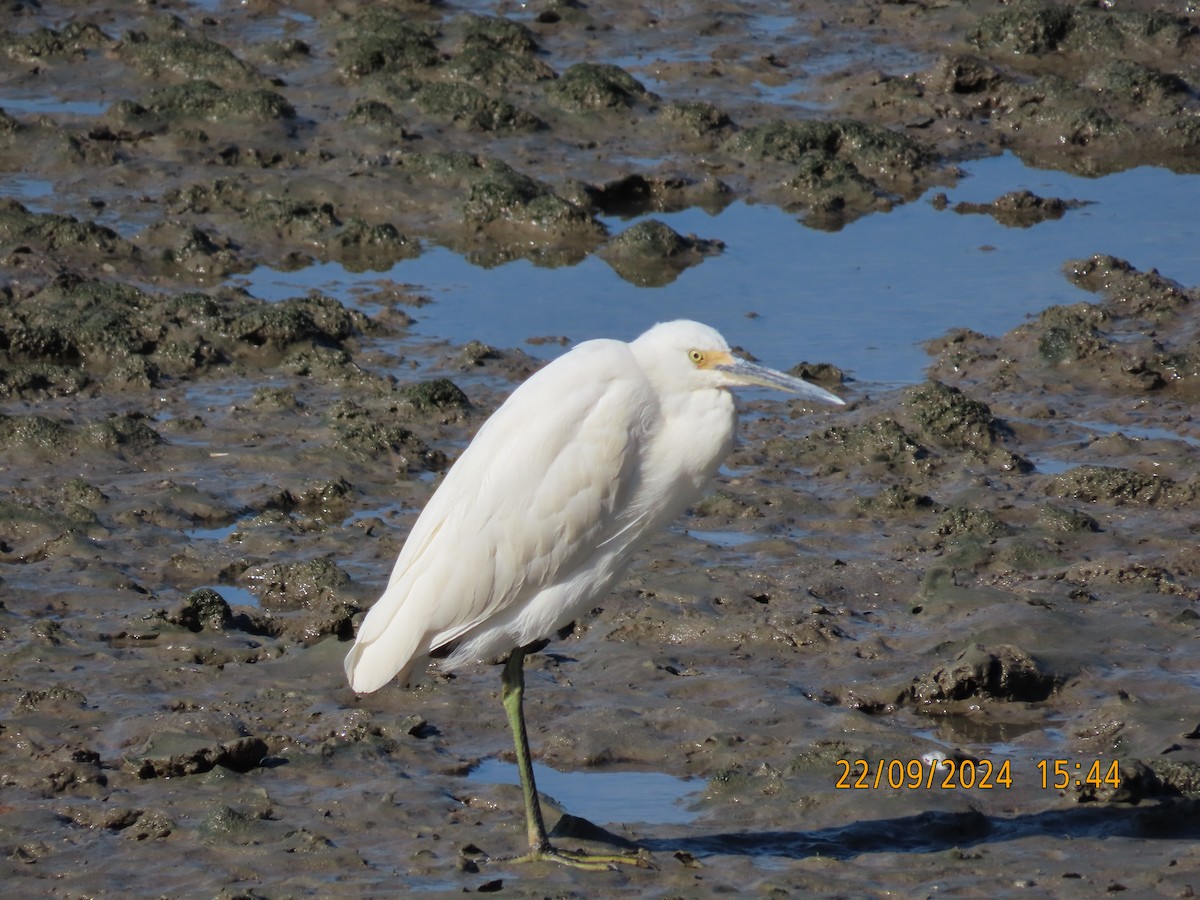 Little Egret (Australasian) - ML624019567