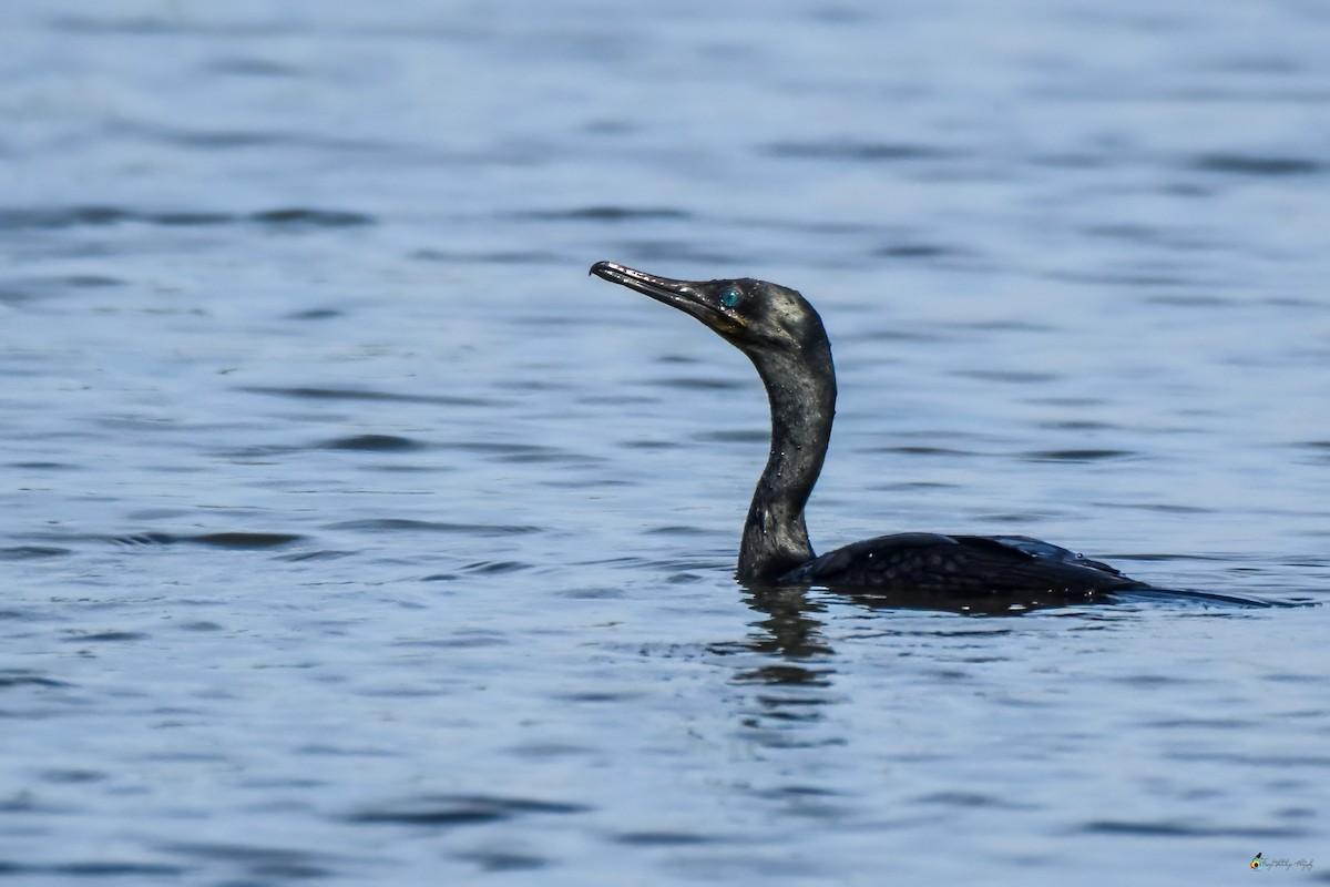 Indian Cormorant - ML624019569