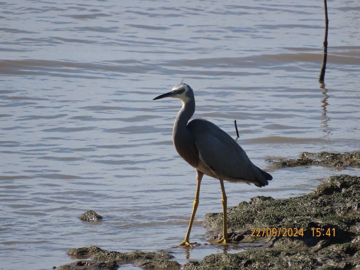 White-faced Heron - ML624019570