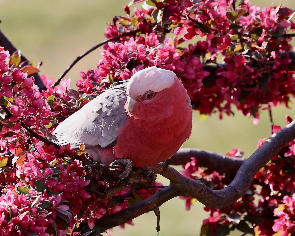 Galah - ML624019573