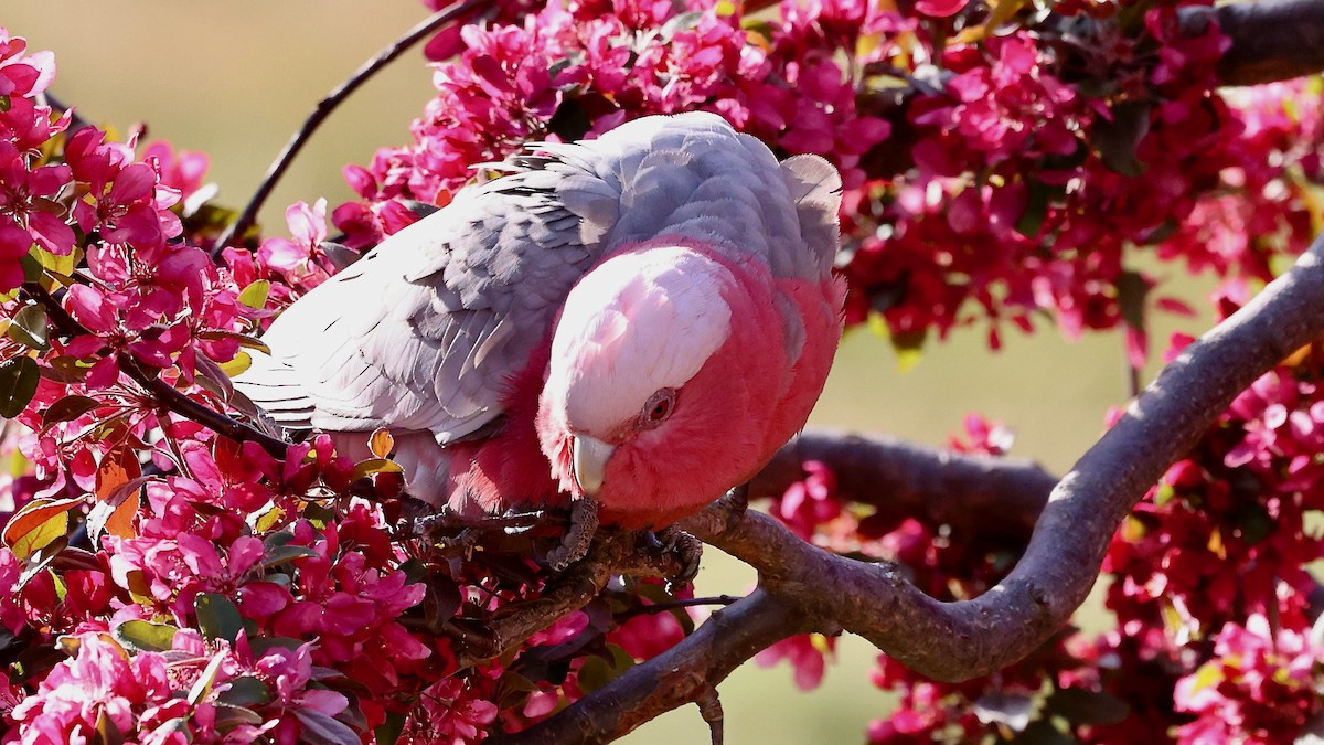 Galah - Peter Fullagar