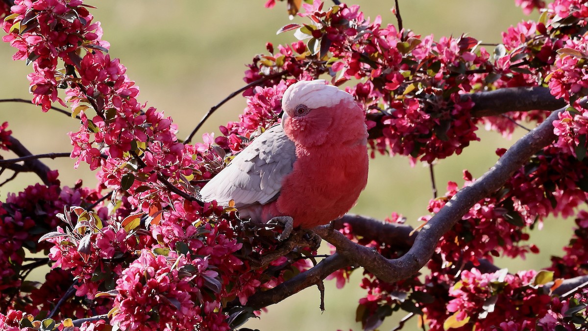 Galah - ML624019575