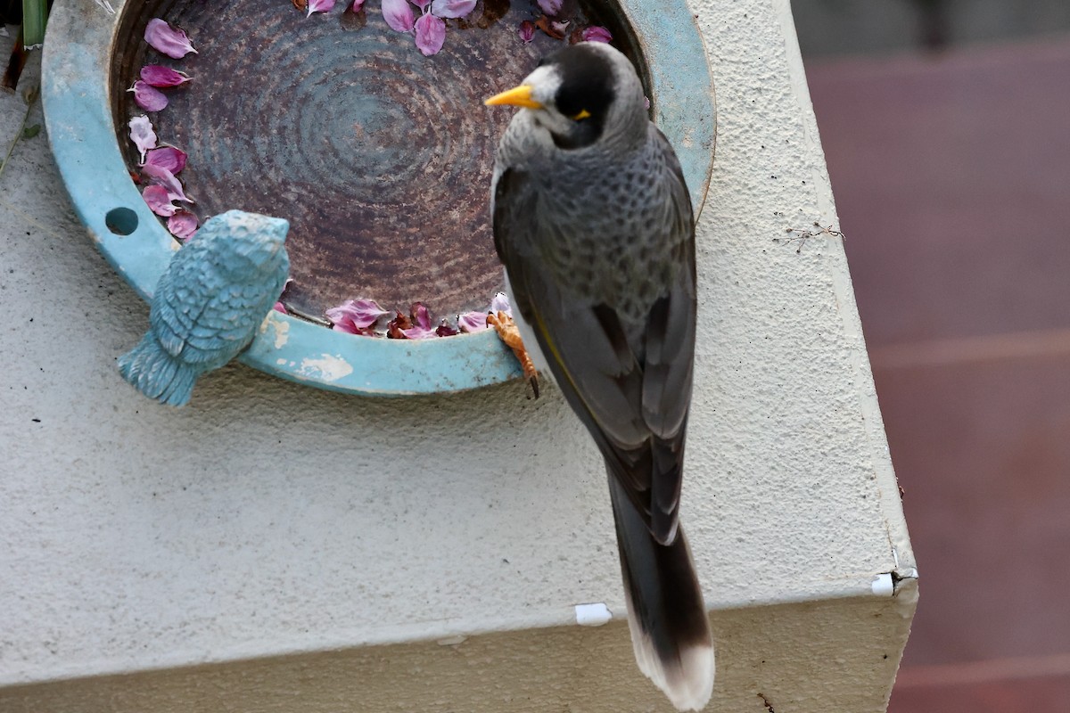 Noisy Miner - Peter Fullagar