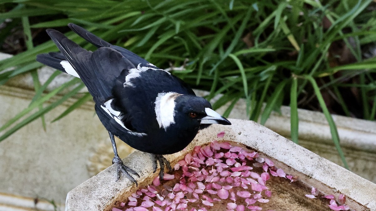 Australian Magpie (Black-backed) - ML624019580