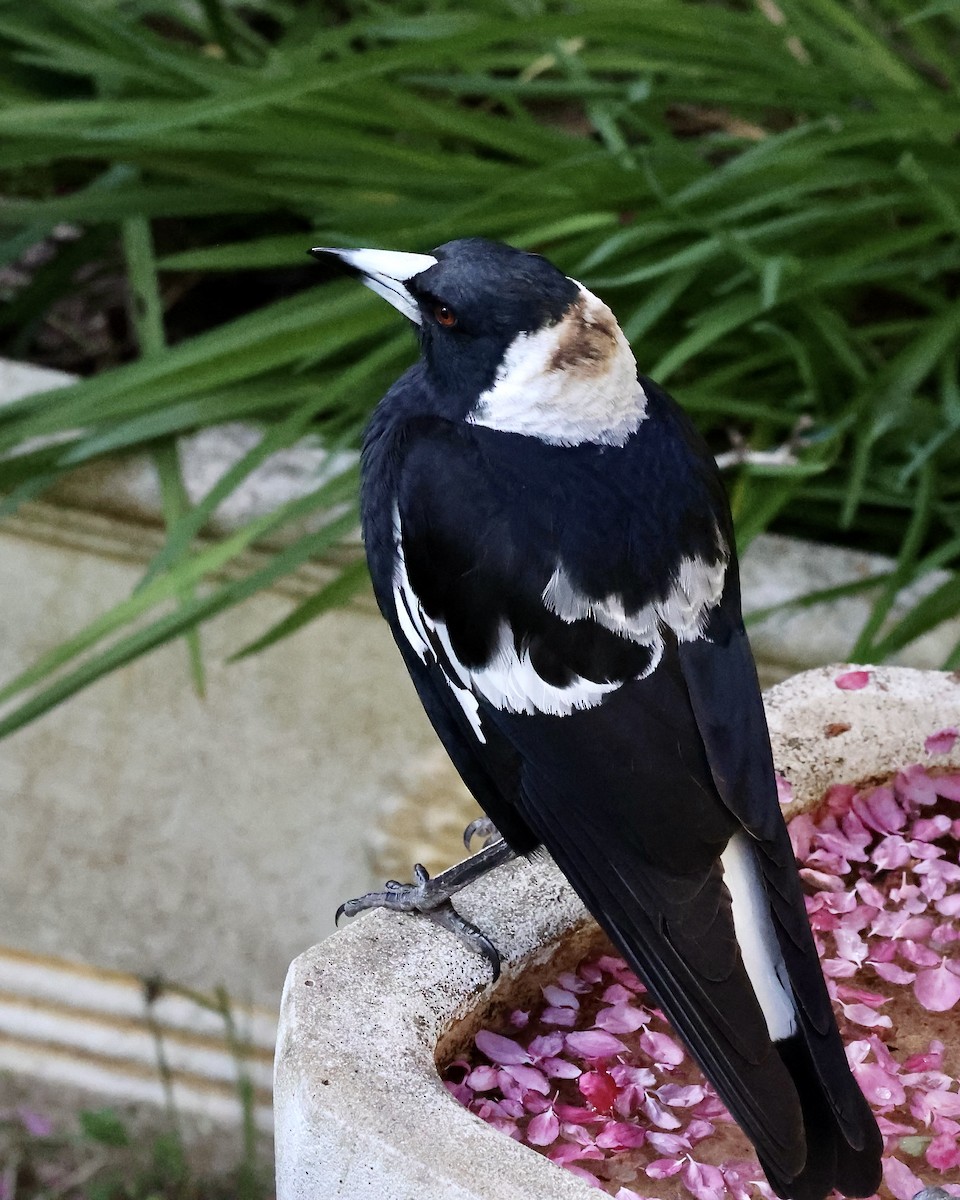 Australian Magpie (Black-backed) - ML624019581